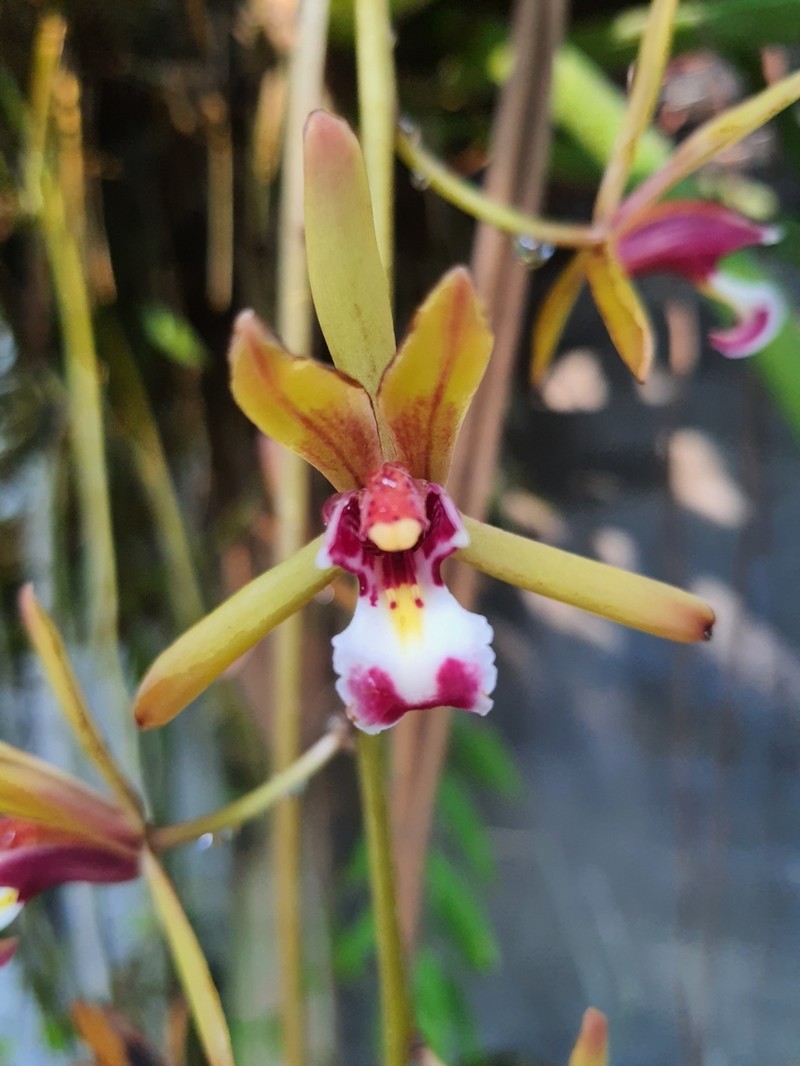 Cymbidium finlaysonianum photo 4