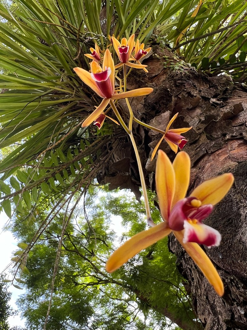 Cymbidium finlaysonianum photo 5