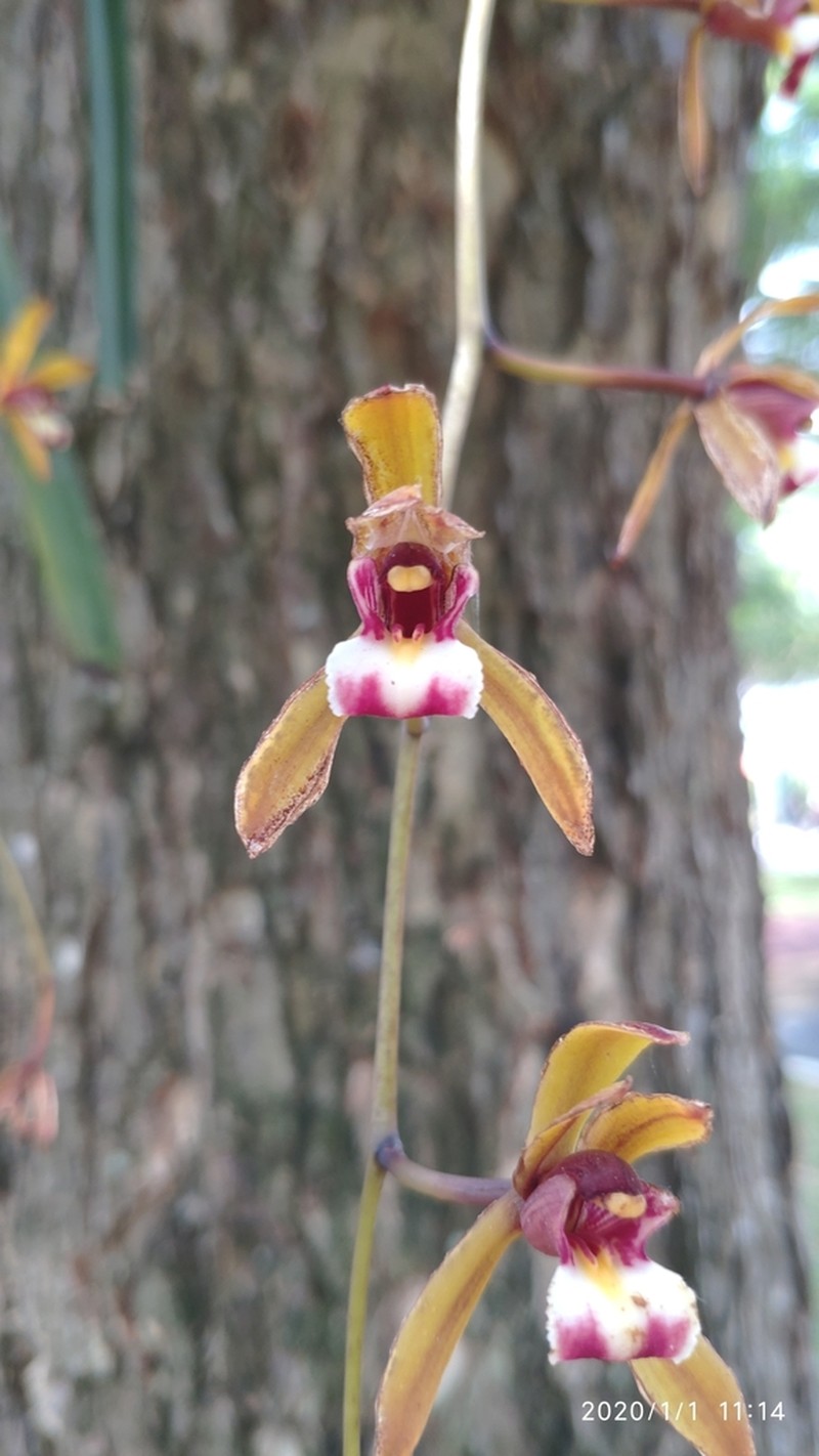 Cymbidium finlaysonianum photo 6