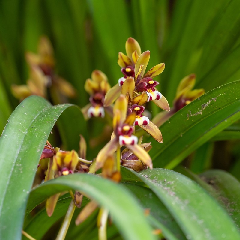 Cymbidium finlaysonianum photo 7