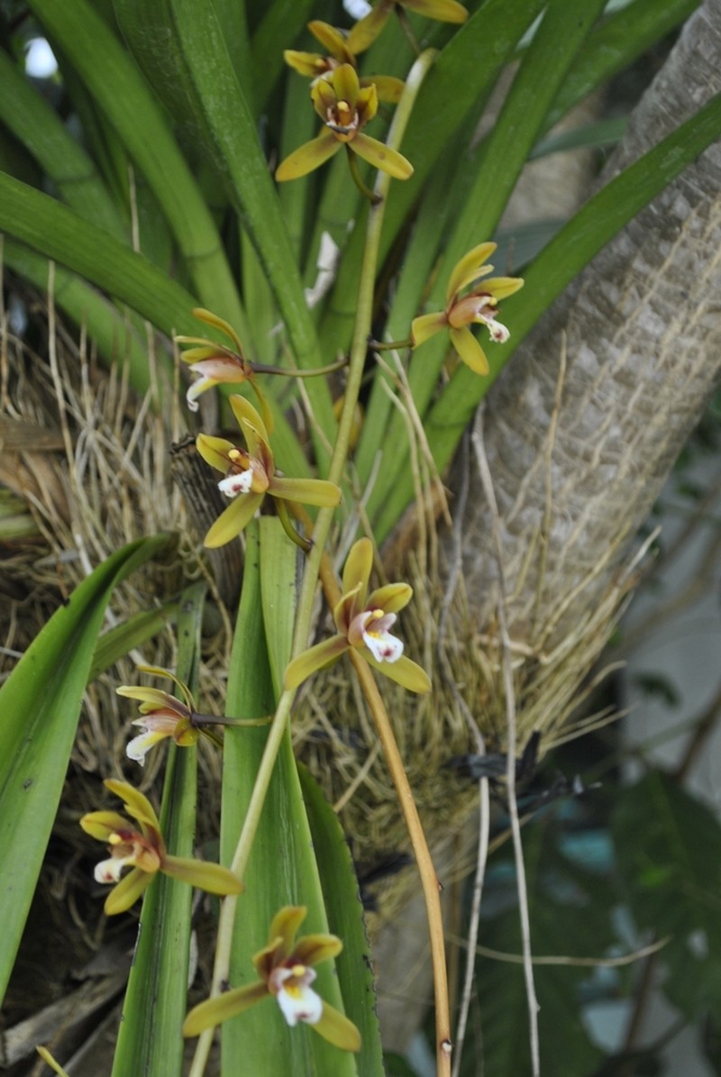 Cymbidium finlaysonianum photo 8