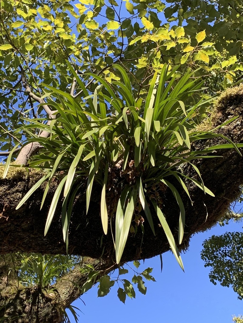 Cymbidium floribundum