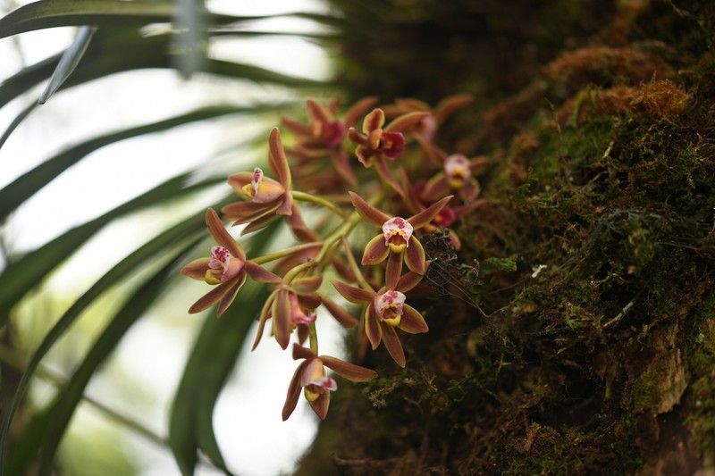 Cymbidium floribundum photo 2