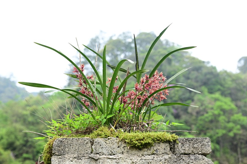 Cymbidium floribundum photo 3