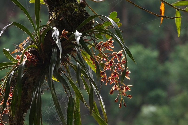 Cymbidium floribundum photo 4