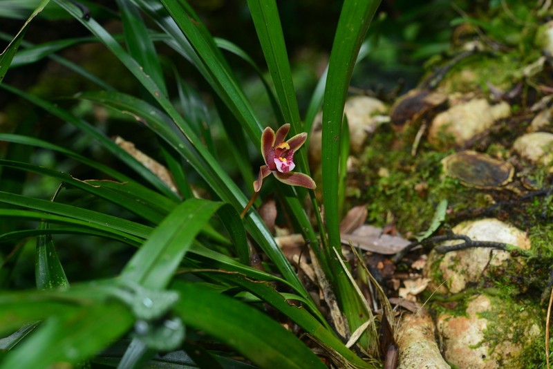 Cymbidium floribundum photo 5
