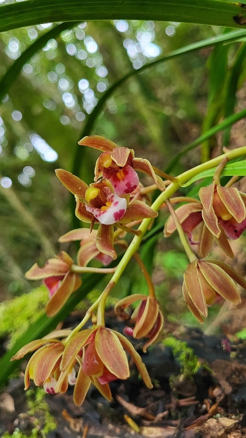 Cymbidium floribundum photo 6
