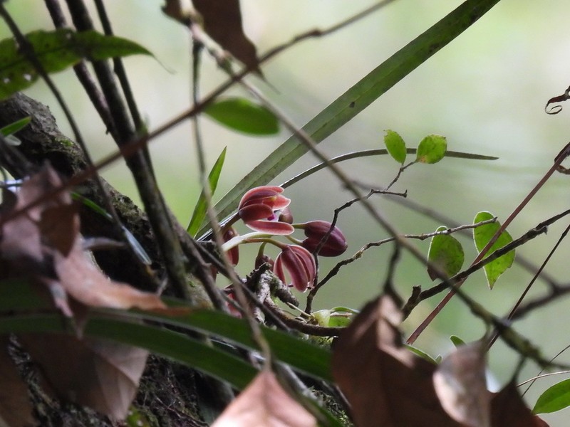 Cymbidium floribundum photo 7
