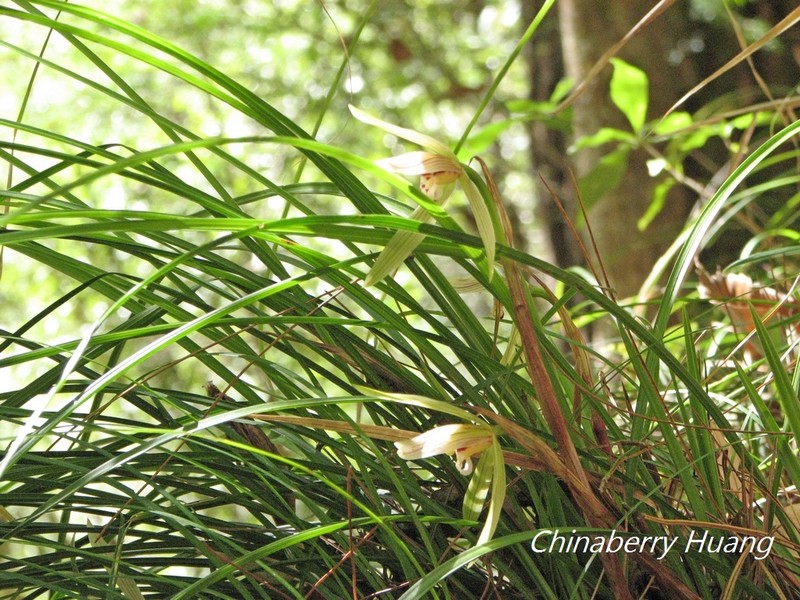 Cymbidium formosanum photo 3