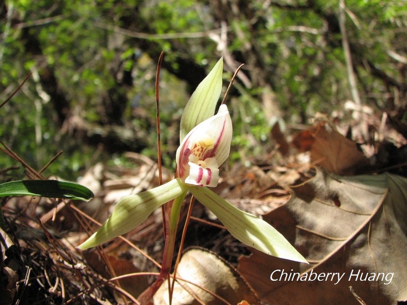 Cymbidium formosanum photo 4