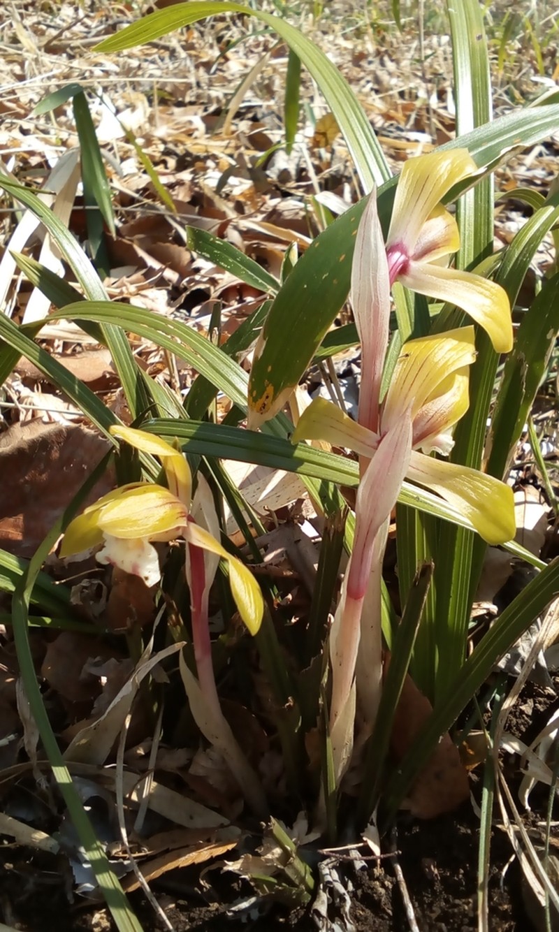 Cymbidium goeringii photo 2