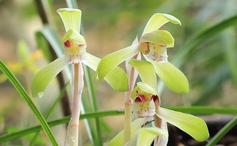 Cymbidium goeringii photo 3
