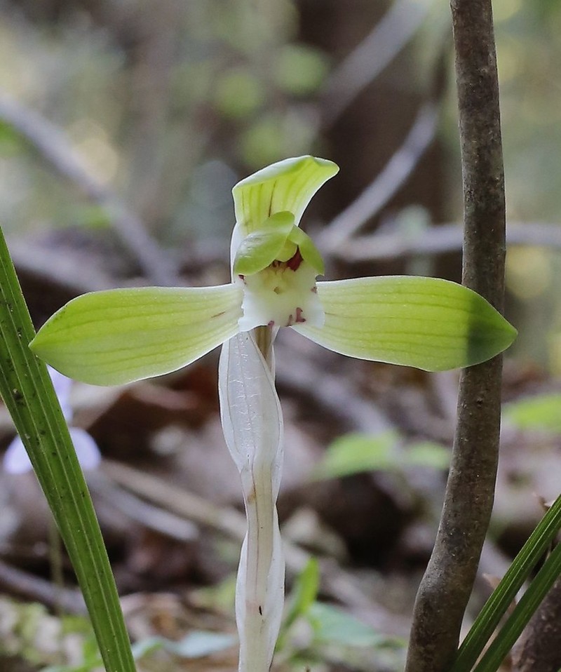 Cymbidium goeringii photo 4