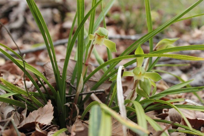 Cymbidium goeringii photo 5