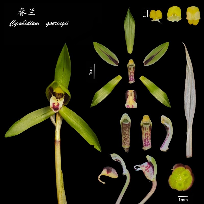 Cymbidium goeringii photo 7