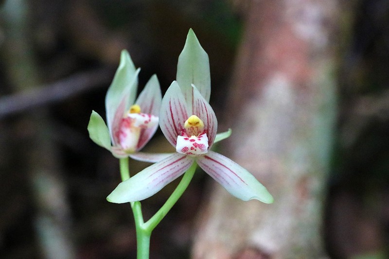 Cymbidium haematodes