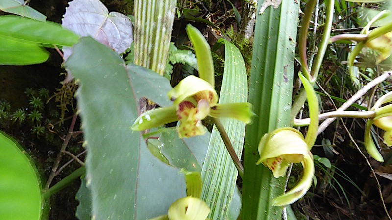 Cymbidium haematodes photo 2
