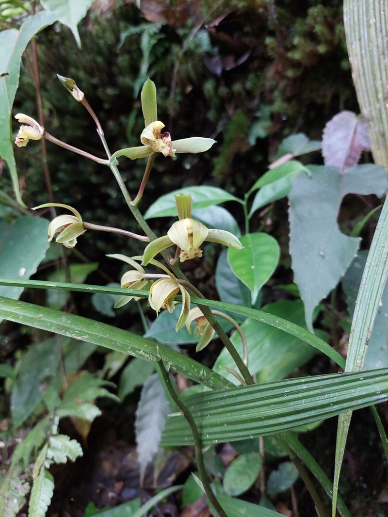 Cymbidium haematodes photo 3