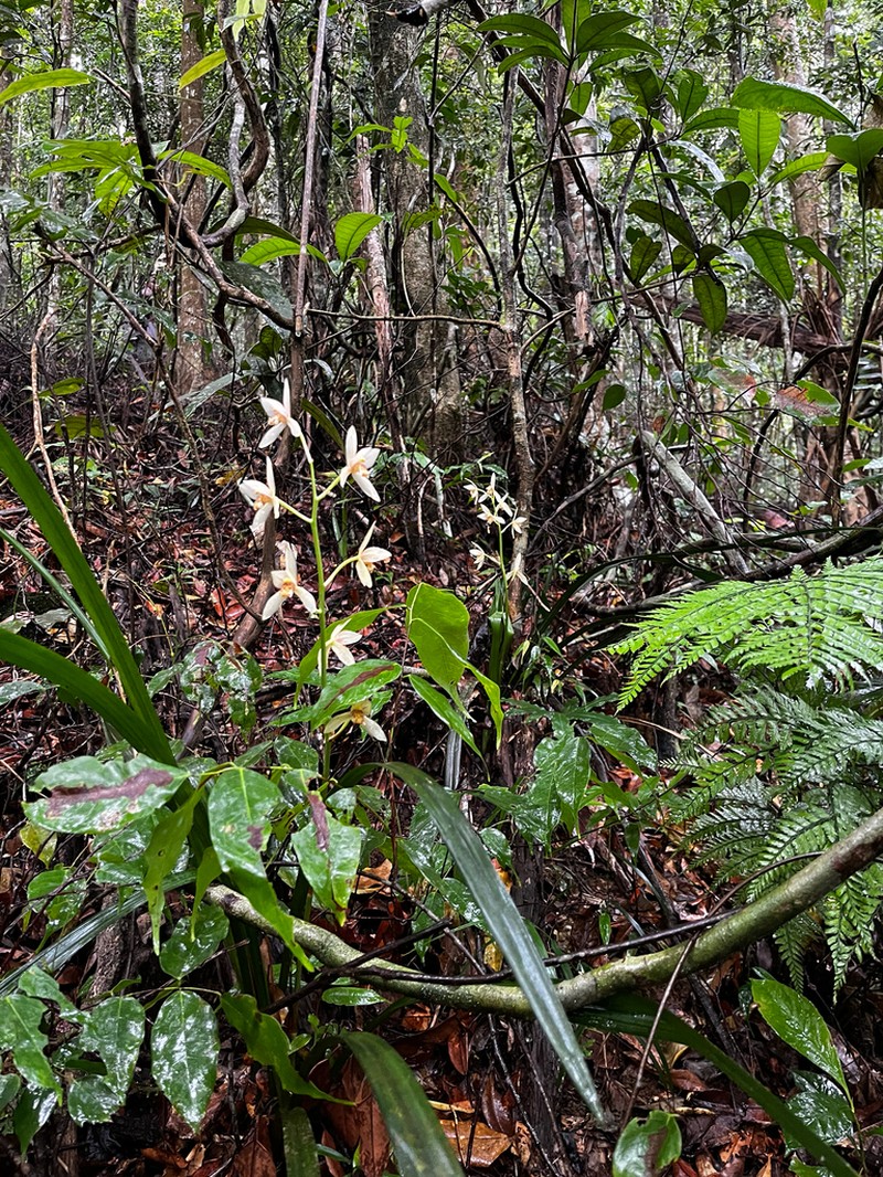 Cymbidium haematodes photo 4