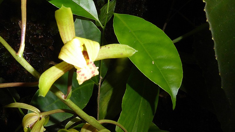 Cymbidium haematodes photo 5