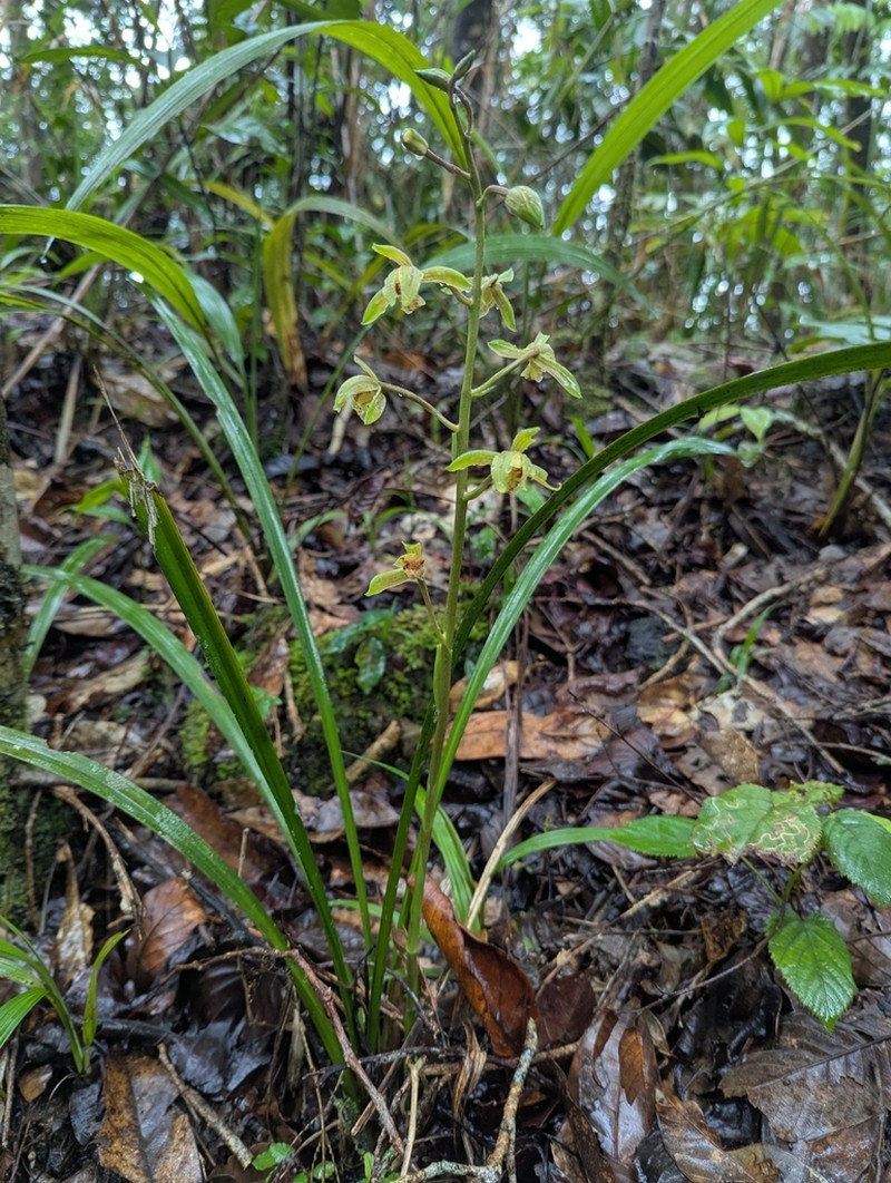 Cymbidium haematodes photo 6