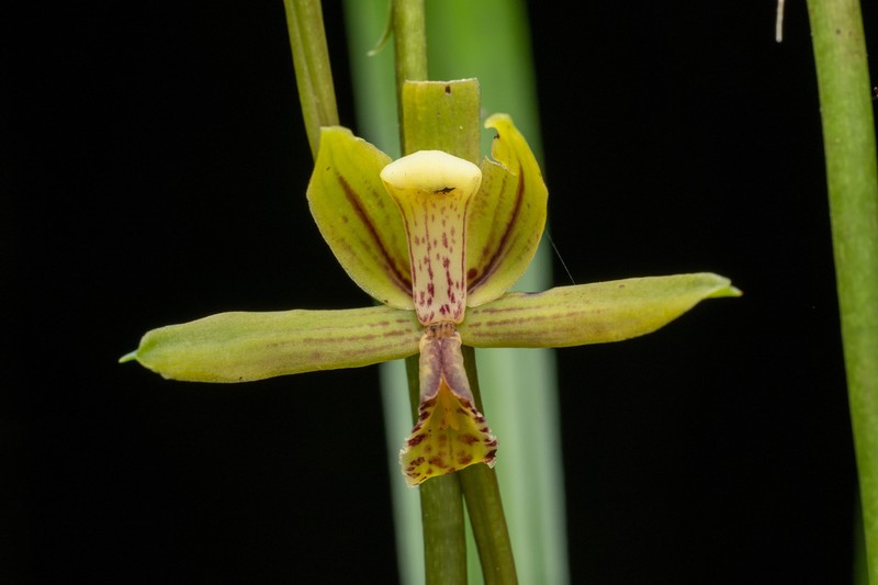 Cymbidium haematodes photo 7