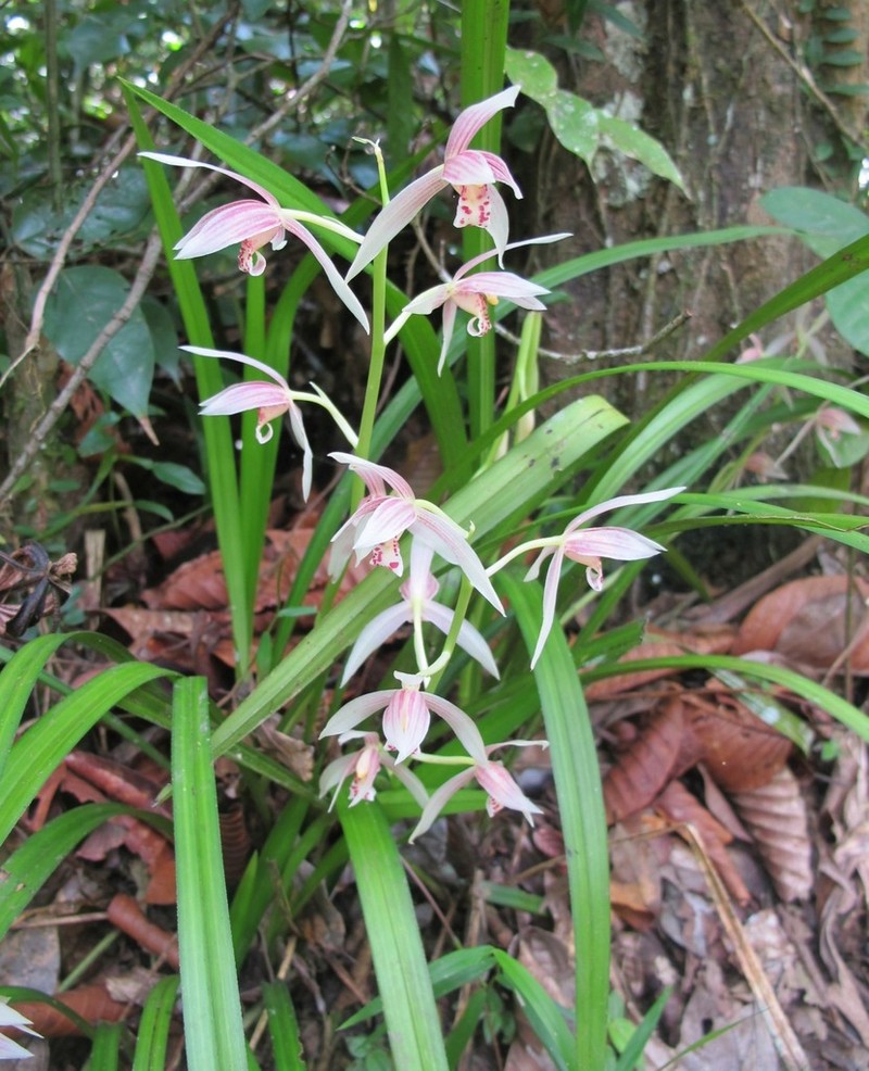 Cymbidium haematodes photo 8
