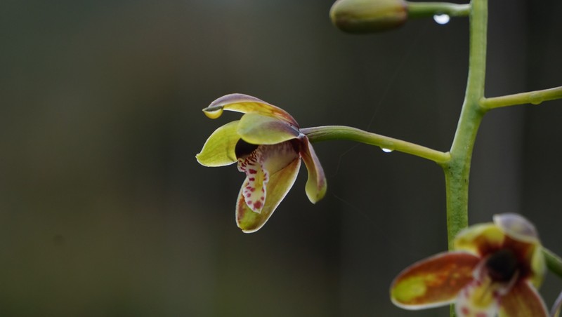 Cymbidium hartinahianum