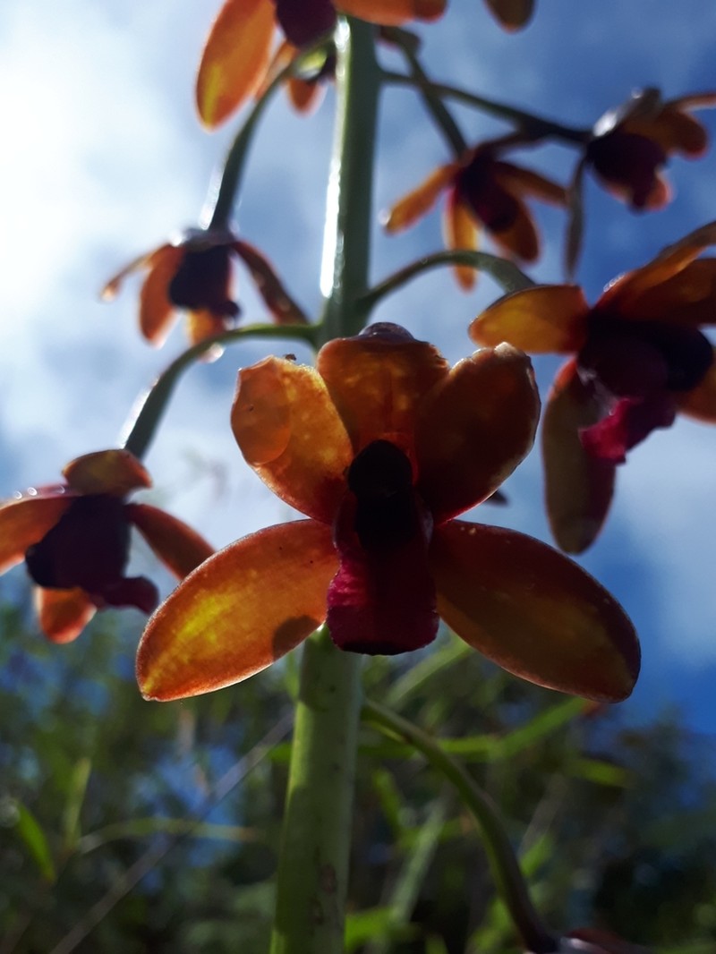 Cymbidium hartinahianum photo 2