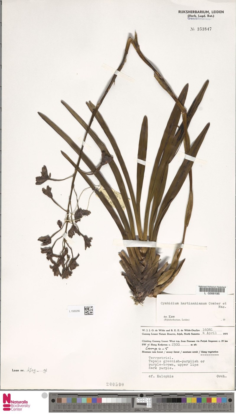 Cymbidium hartinahianum photo 6