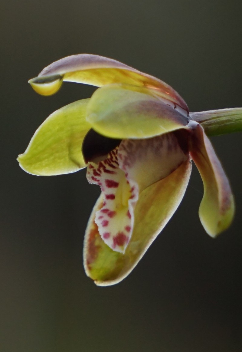 Cymbidium hartinahianum photo 7