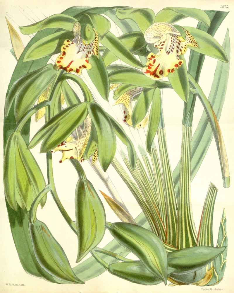 Cymbidium hookerianum photo 2