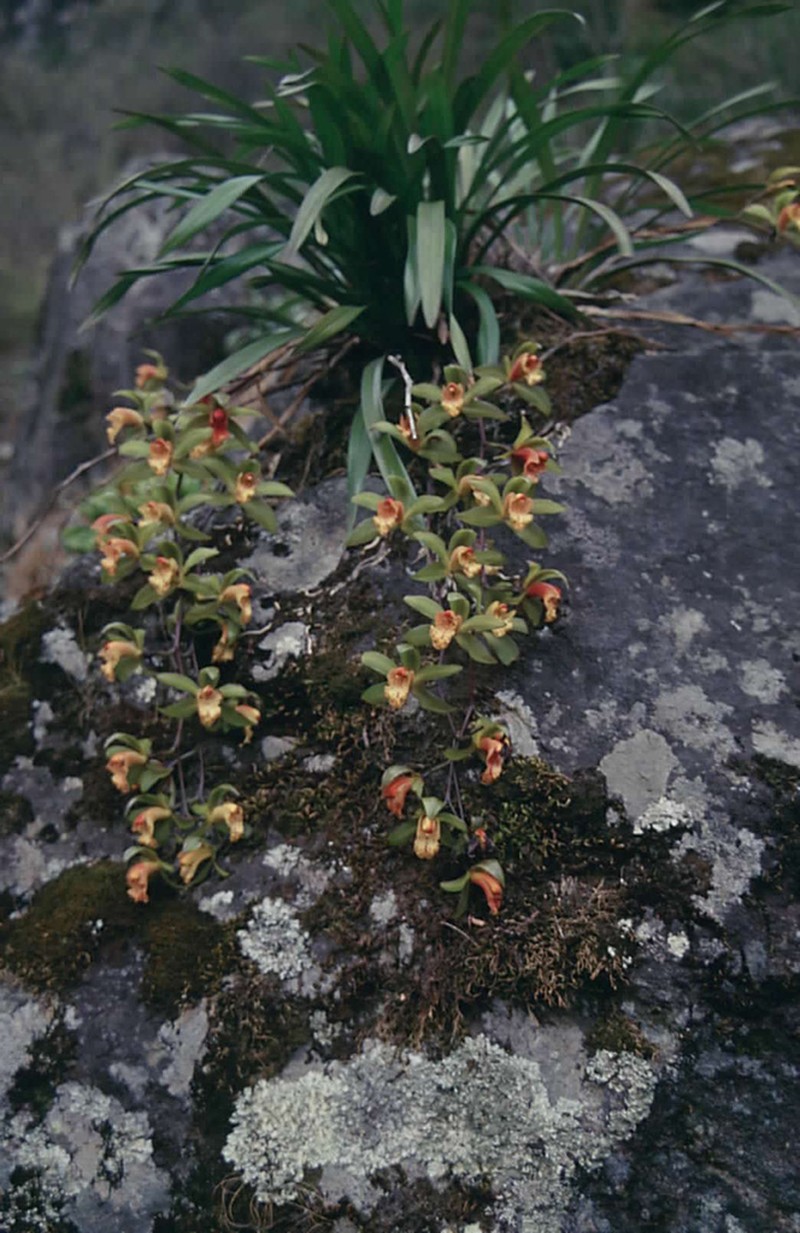 Cymbidium hookerianum photo 3