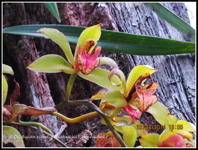 Cymbidium hookerianum photo 4