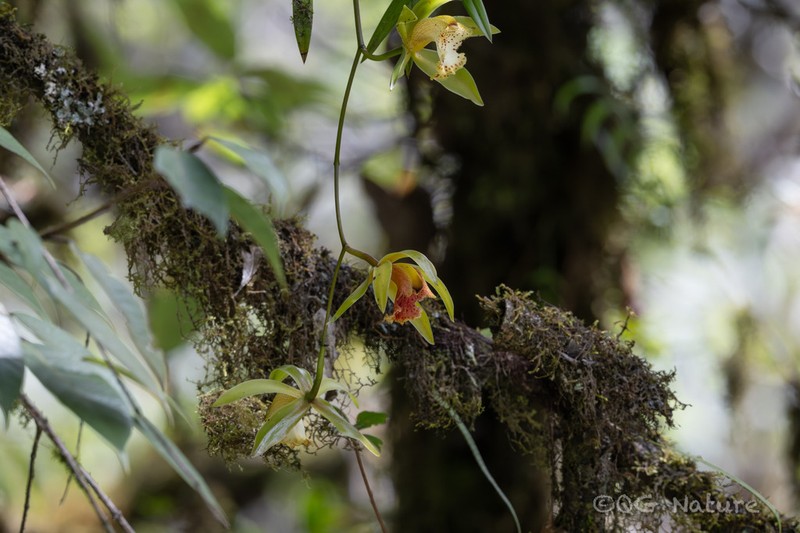 Cymbidium hookerianum photo 5