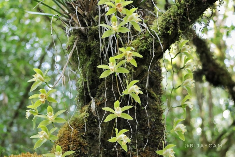 Cymbidium hookerianum photo 7