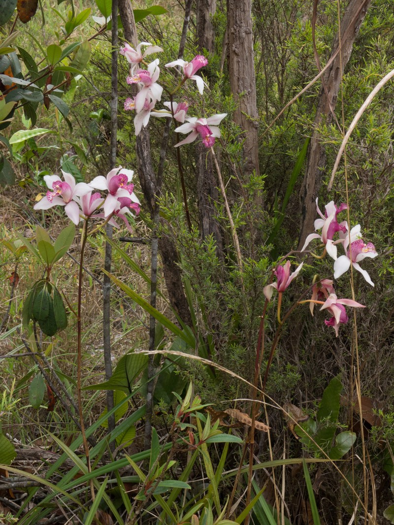 Cymbidium insigne
