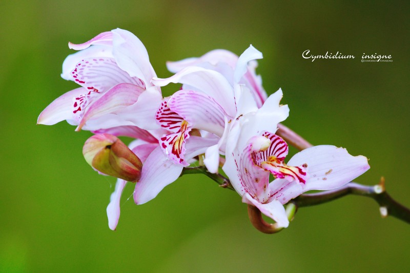 Cymbidium insigne photo 2