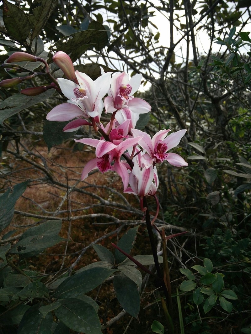 Cymbidium insigne photo 3