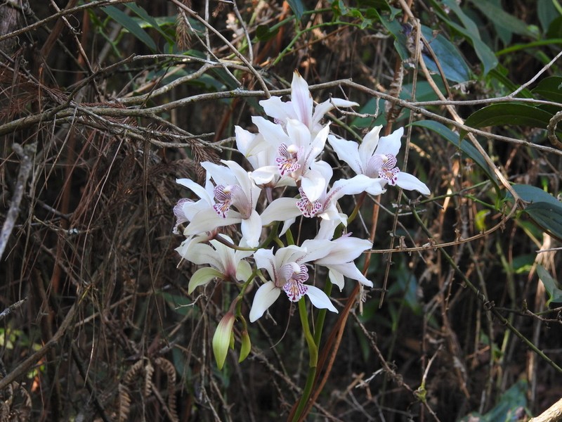 Cymbidium insigne photo 4