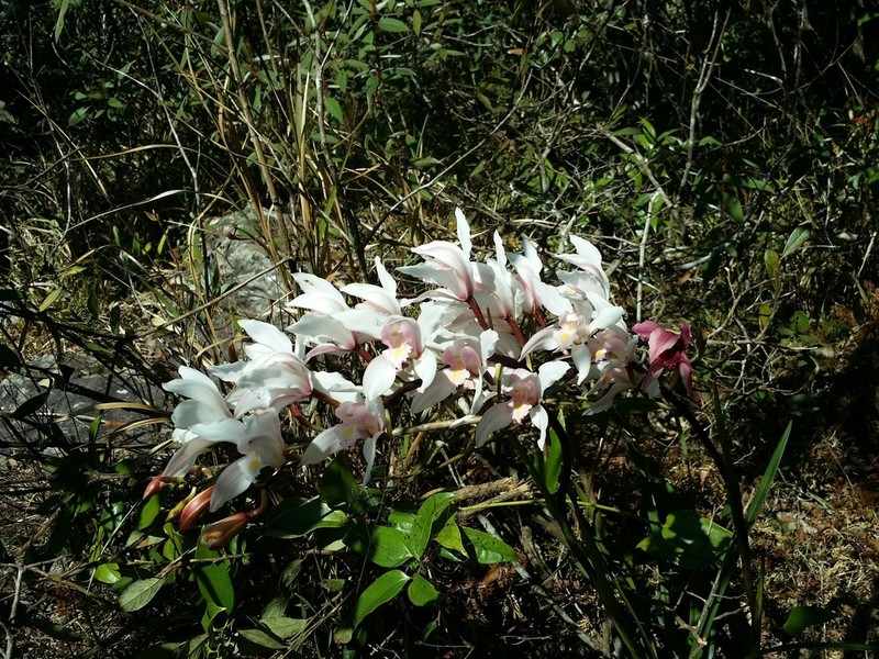 Cymbidium insigne photo 5