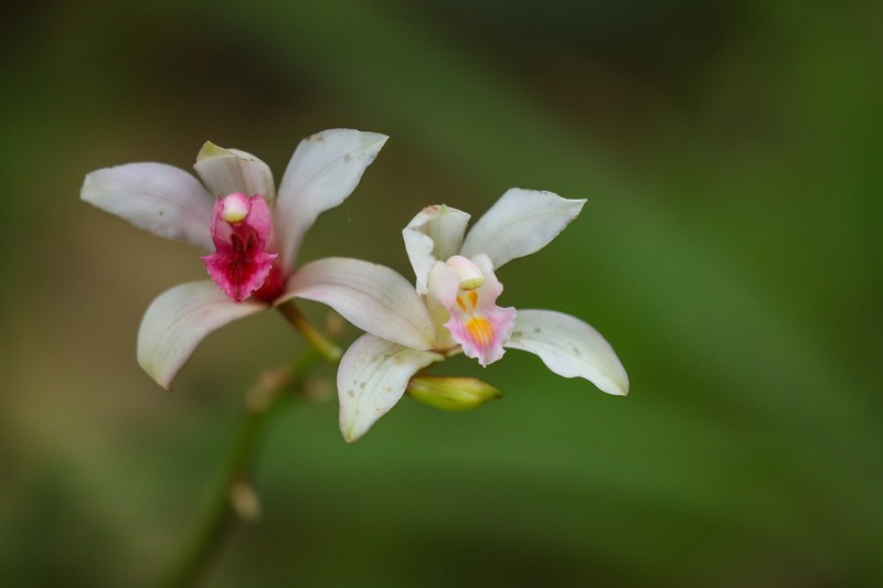 Cymbidium insigne photo 6