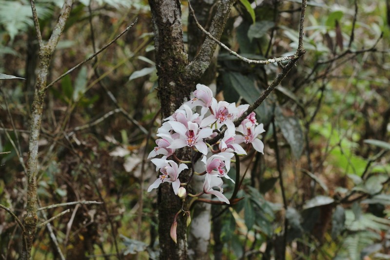 Cymbidium insigne photo 7