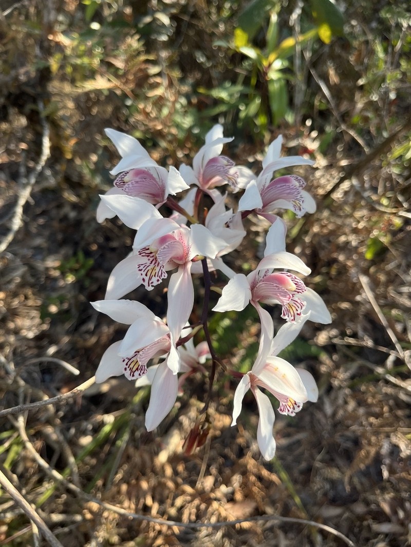 Cymbidium insigne photo 8