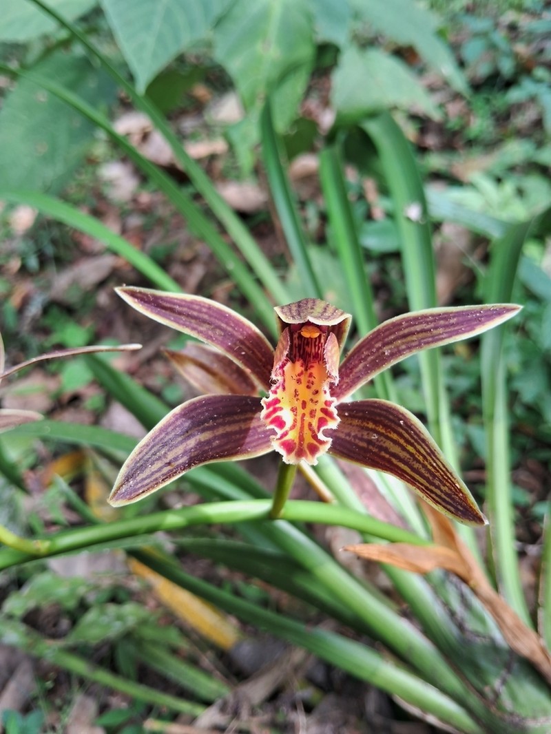 Cymbidium iridioides photo 2