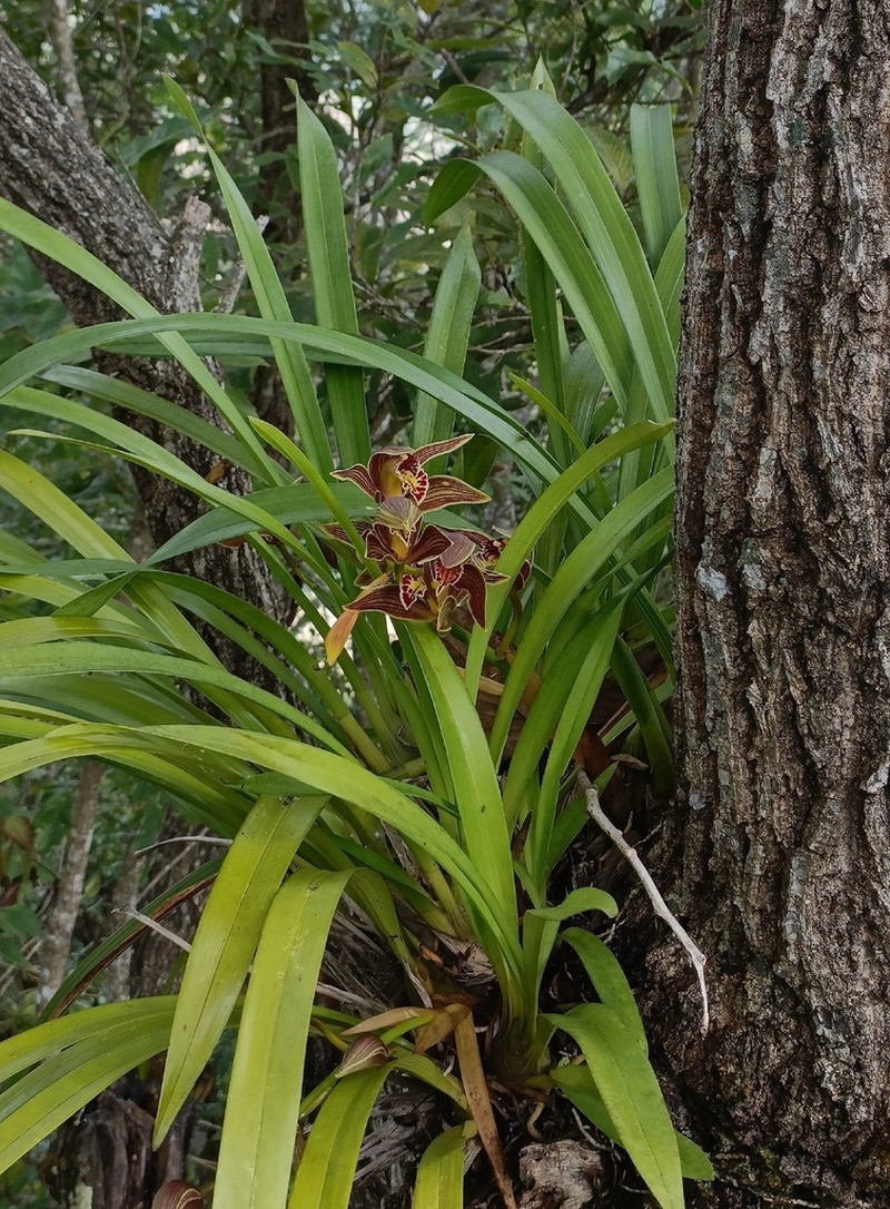 Cymbidium iridioides photo 3