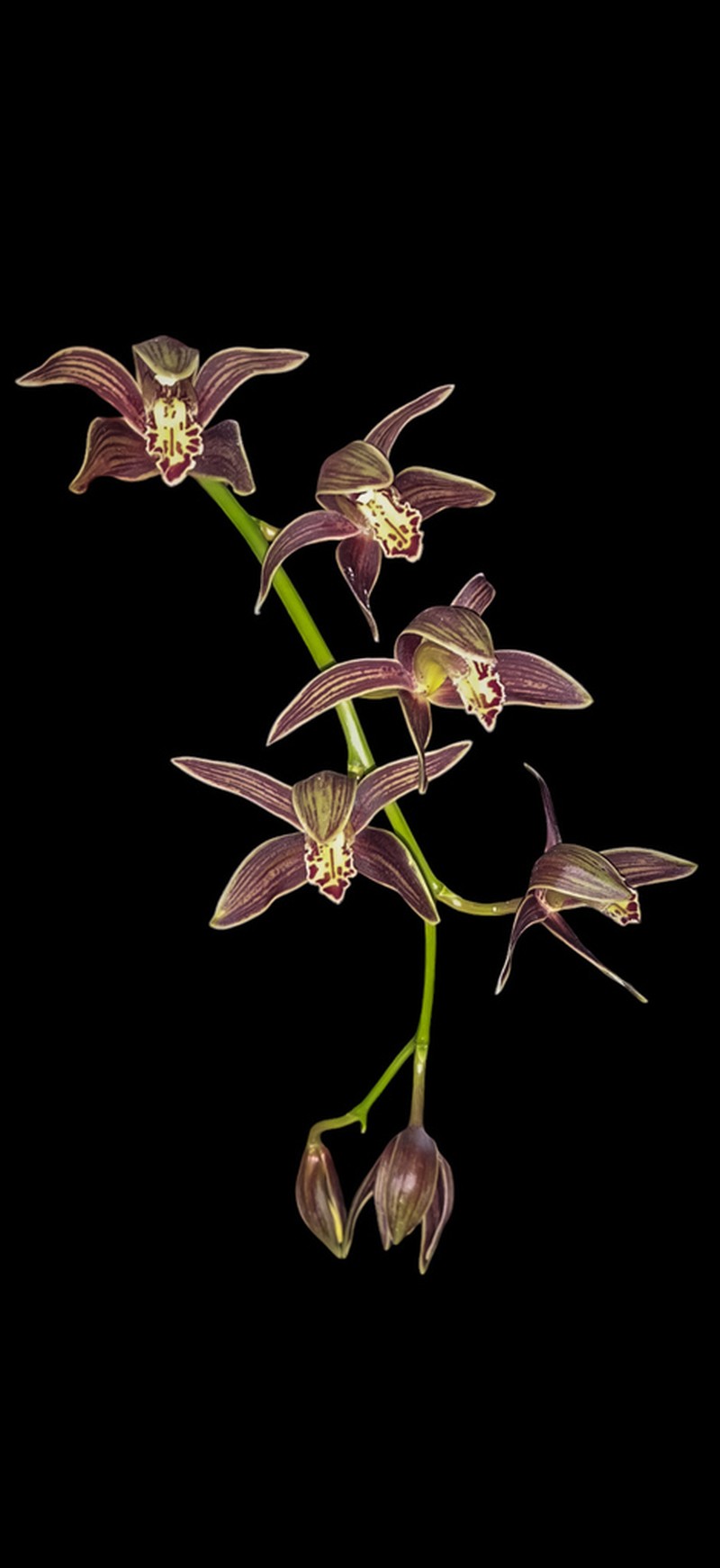 Cymbidium iridioides photo 4