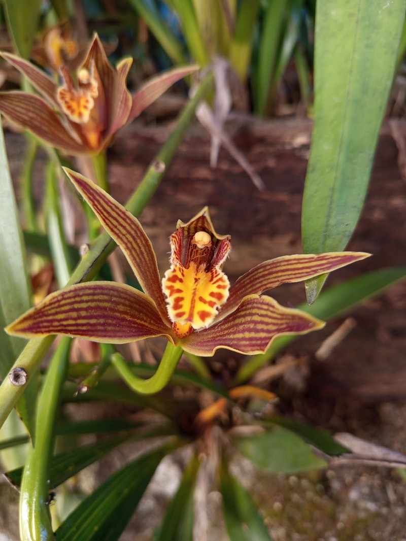 Cymbidium iridioides photo 5
