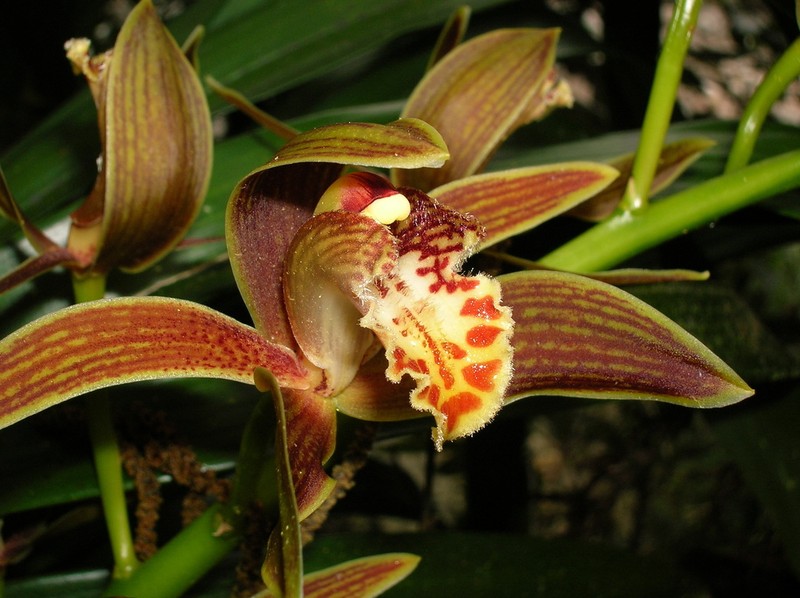Cymbidium iridioides photo 6