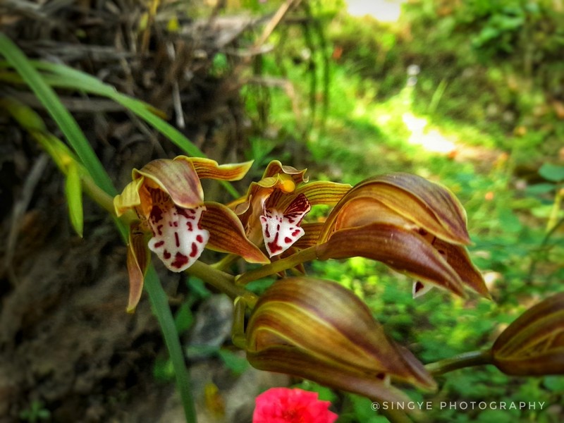 Cymbidium iridioides photo 7